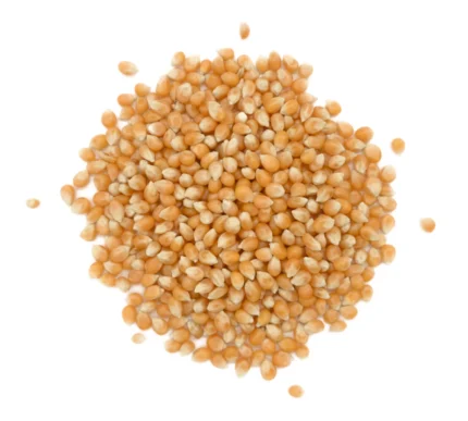 Bio Popcornmais Nahaufnahme Produktbild