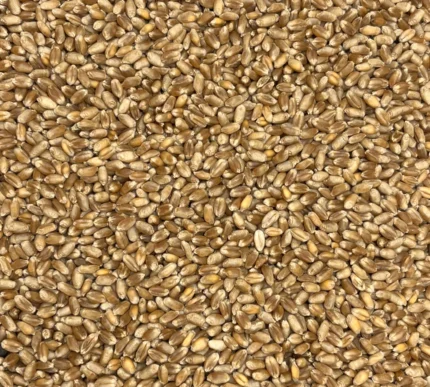 Bio Weizen, Nahaufnahme - Produktbild lose