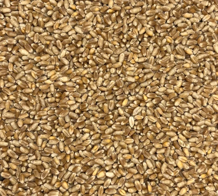 Bio Weizen, Nahaufnahme - Produktbild lose