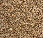 Bio Roggen, Nahaufnahme - Produktbild lose