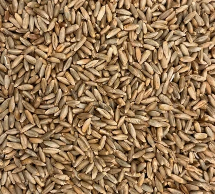 Bio Roggen, Nahaufnahme - Produktbild lose