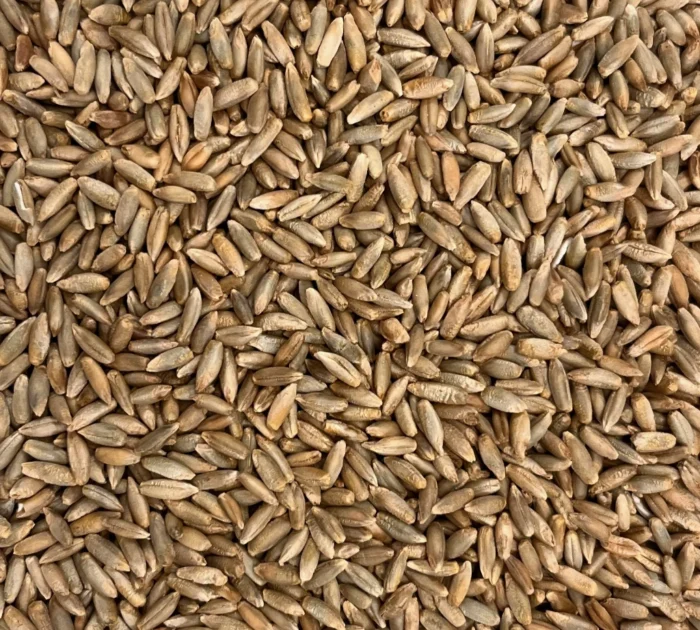 Bio Roggen, Nahaufnahme - Produktbild lose