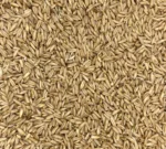 Bio Hafer (Nackthafer), Nahaufnahme - Produktbild lose
