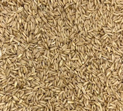 Bio Hafer (Nackthafer), Nahaufnahme - Produktbild lose