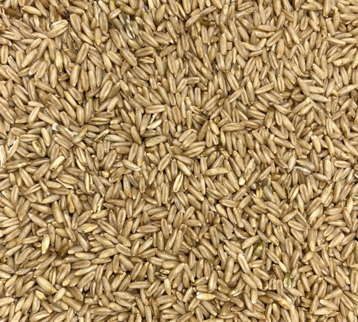 Bio Hafer (Nackthafer), Nahaufnahme - Produktbild lose